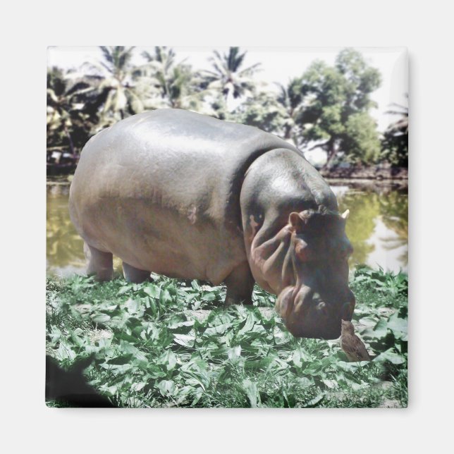 Imán El Hippo Y El Pájaro (Frente)