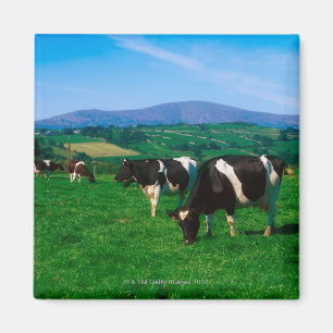 Imán El Holstein-frisón se acobarda cerca de Borris,