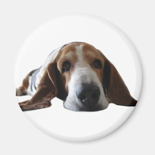 Imán El Hound Basset se acuesta (Frente)