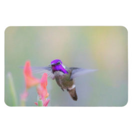 Imán El Hummingbird de Costa