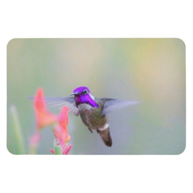 Imán El Hummingbird de Costa (Horizontal)