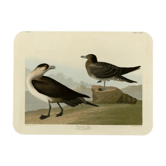 Imán El jager de Richardson de los pájaros de los Estad (Horizontal)