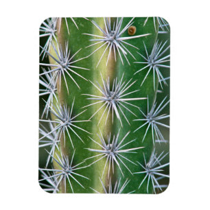 Imán El jardín botánico de Huntington, Cactus pulpo