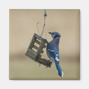 Imán El Jay azul giratorio