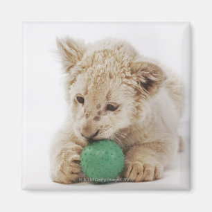 Imán El jugar blanco del cachorro de león (krugeri de