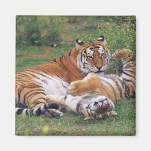Imán El jugar de los tigres de Bengala