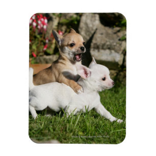 Imán El jugar del perrito de la chihuahua