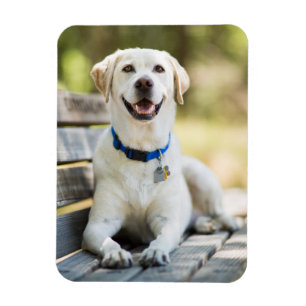 Imán El Labrador Amarillo Está En El Banco