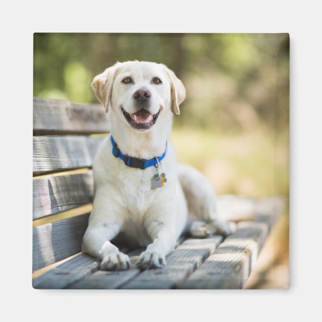 Imán El Labrador Amarillo Está En El Banco (Frente)