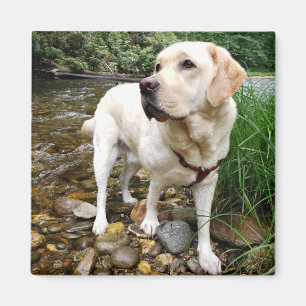 Imán El Labrador Amarillo se pega estáticamente