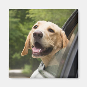 Imán El Labrador de oro en el espejo retrovisor