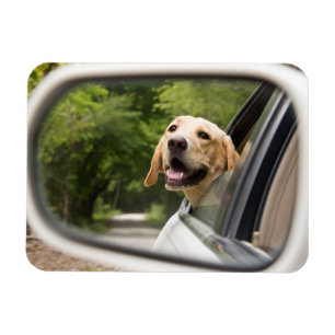 Imán El Labrador de oro en el espejo retrovisor