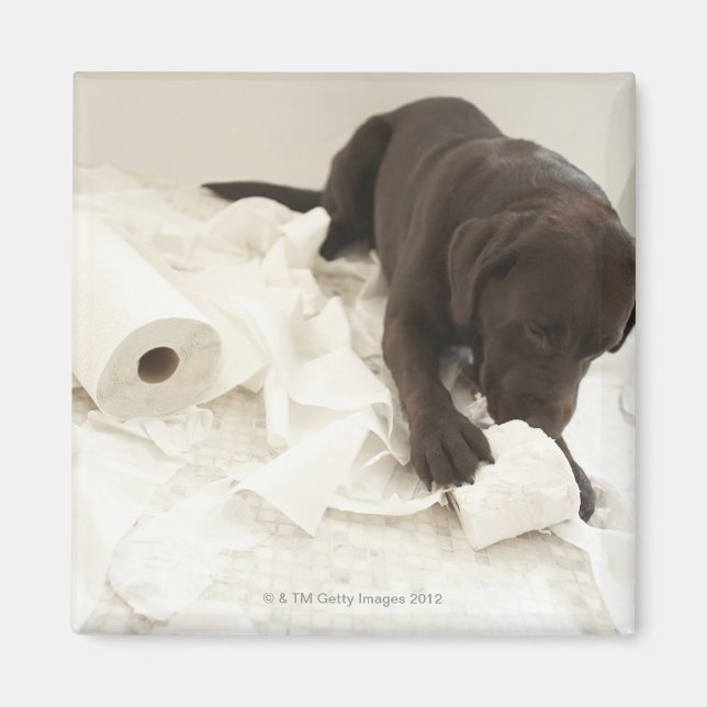 Imán El labrador marrón chocolate. (Frente)
