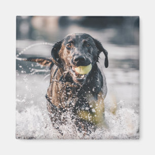 Imán El Labrador Negro Juega A La Obra En El Agua