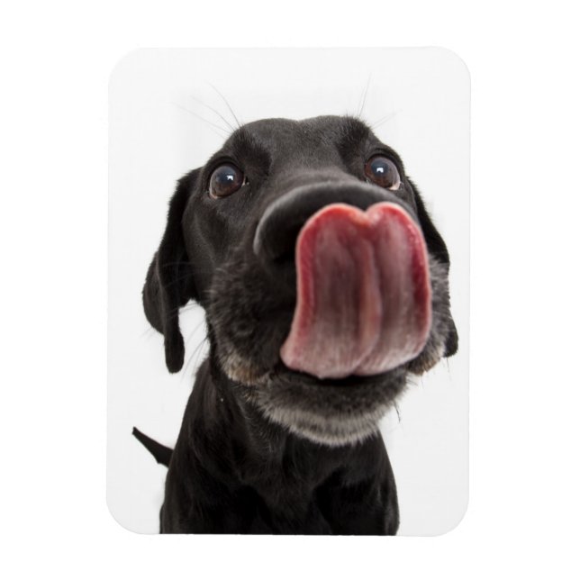 Imán El labrador negro se pega la nariz (Vertical)