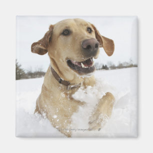 Imán El labrador retriever que salta a través de nieve