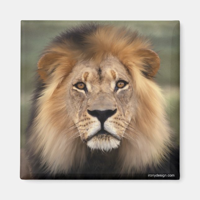 Imán El león (Frente)