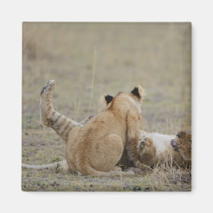 Imán El león (Panthera leo) pare jugar en la hierba,