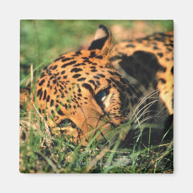 Imán El leopardo descansando en la hierba (Frente)