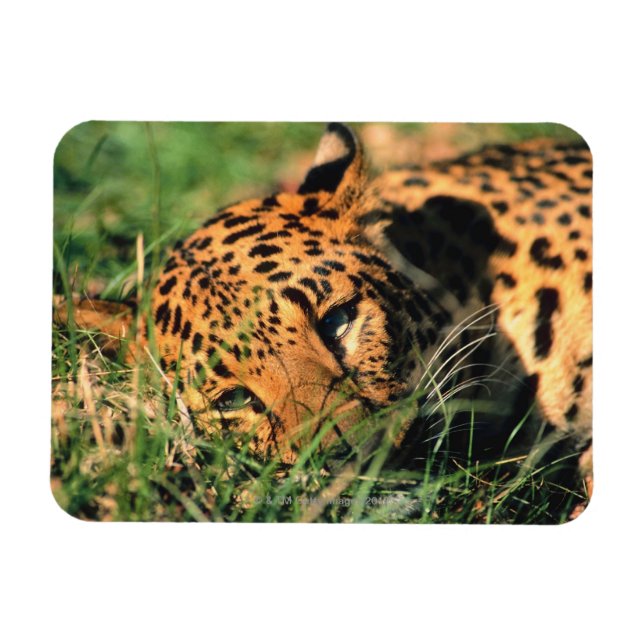 Imán El leopardo descansando en la hierba (Horizontal)