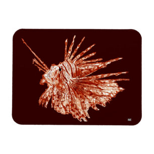 Imán El Lionfish