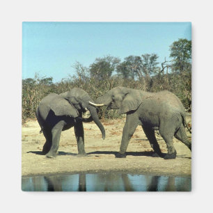 Imán El luchar de los elefantes africanos