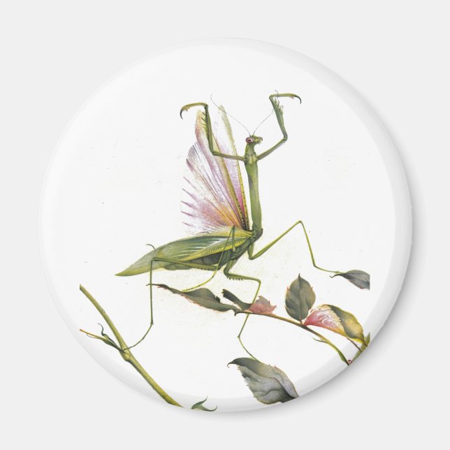 IMÁN EL MANTIS DE REZAR (Frente)