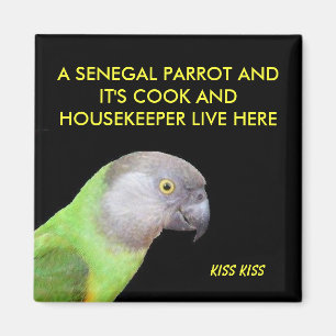 Imán El mascota del loro de Senegal