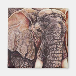 Imán El Matriarca - Elefante Africano