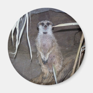 Imán El mirar fijamente de Meerkat