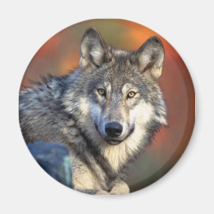 Imán el mirar fijamente del lobo