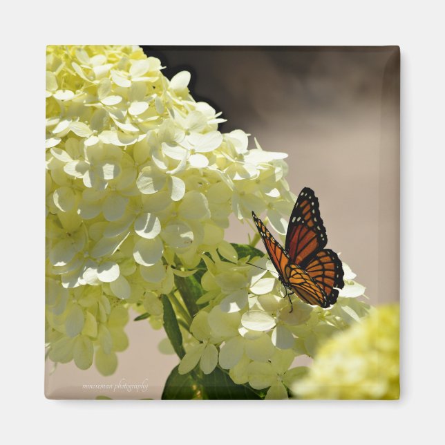 Imán El monarca y las flores (Frente)