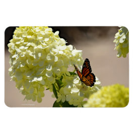 Imán El monarca y las flores