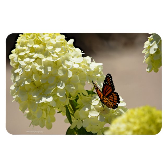 Imán El monarca y las flores (Horizontal)