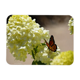 Imán El monarca y las flores