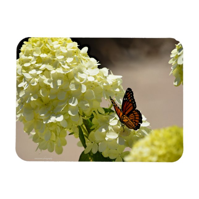 Imán El monarca y las flores (Horizontal)