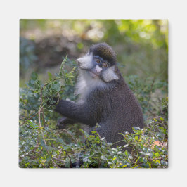 Imán El mono de nariz blanca de Schmidt