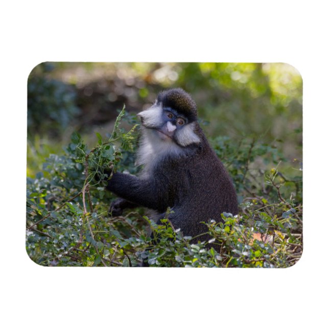 Imán El mono de nariz blanca de Schmidt (Horizontal)