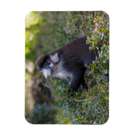 Imán El mono de nariz blanca de Schmidt