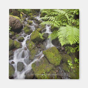 Imán El musgo cubrió rocas con agua y los helechos