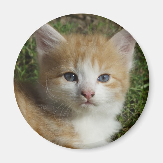 Imán El Naranja Tabby Kitten (Frente)