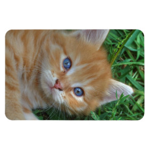 Imán El Naranja Tabby Kitten