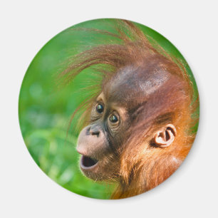 Imán El orangután bebé cutáneo mira maravillado
