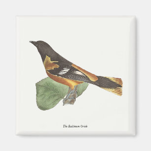 Imán El Oriole de Oro o Baltimore (Icterus galbula)