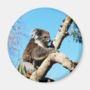 Imán El Oso De Koala En El Viejo Árbol De Pino,