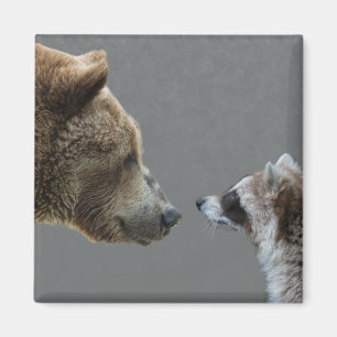 Imán El oso Grizzle resuelve el mapache