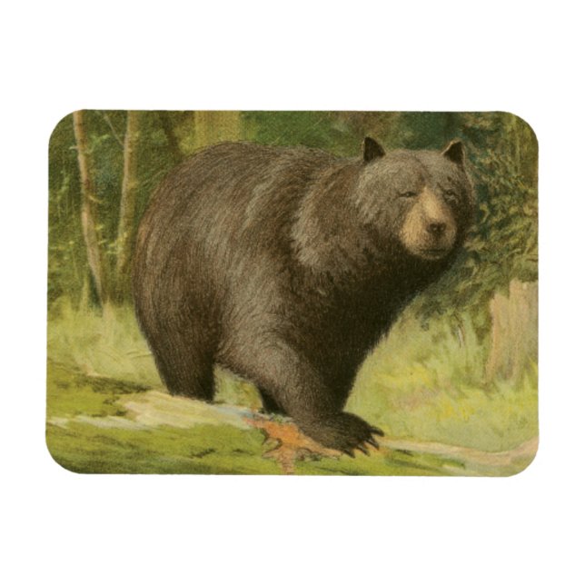 Imán El oso negro pisando un tronco de árbol (Horizontal)