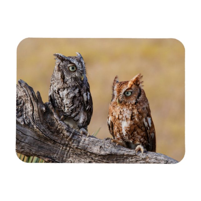 Imán El Ow Roosting de gritos orientales en el árbol (Horizontal)