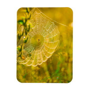 Imán El paisaje natural Spiderweb Sunlight  