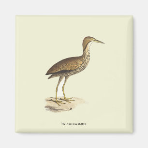 Imán El pájaro Bittern estadounidense (Botaurus lentigi